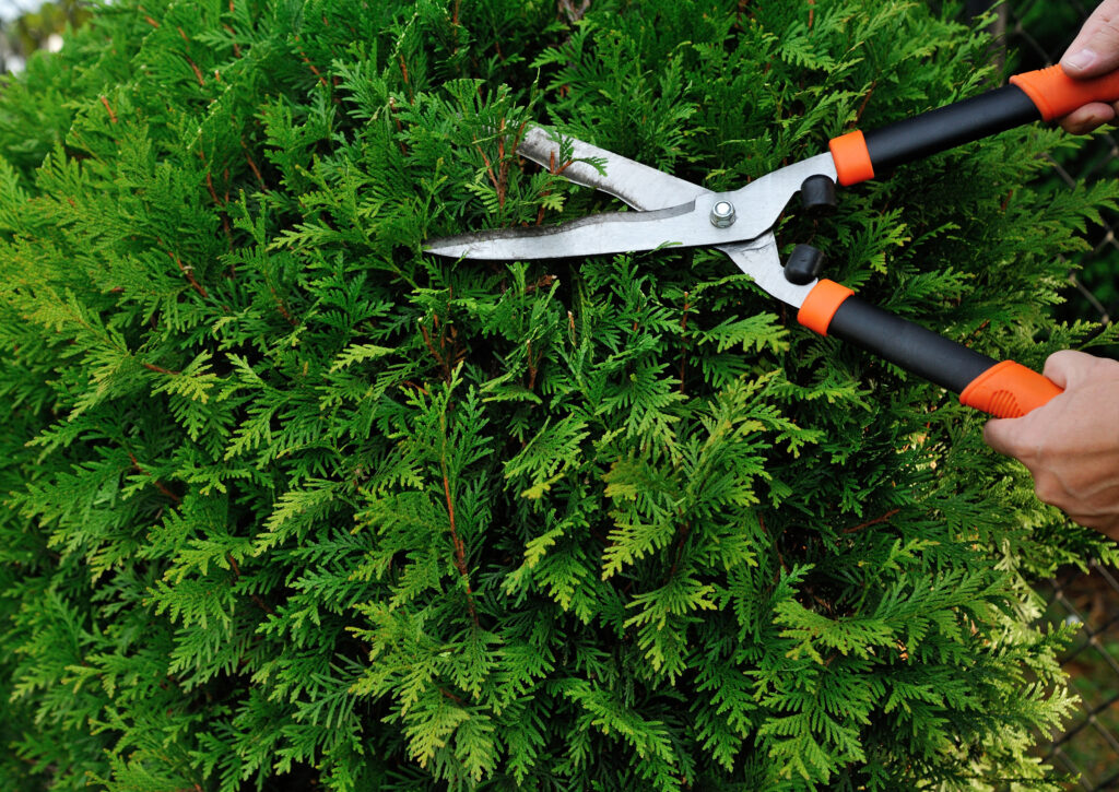 Hands using large orange and black garden shears to trim a dense green evergreen hedge.
