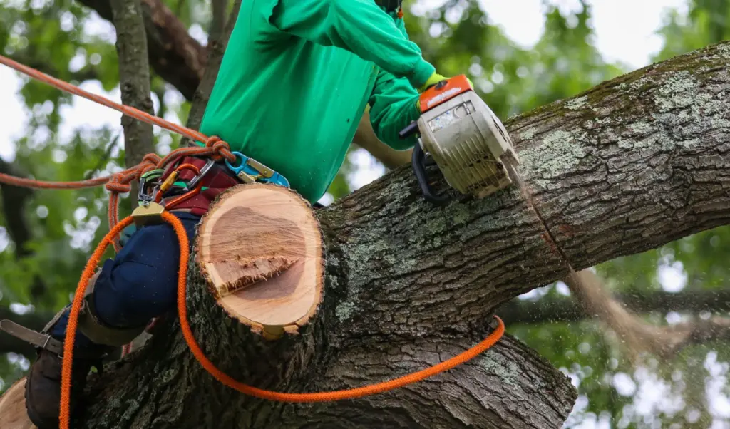 Arborist in a green shirt using a chainsaw to cut a large tree branch while secured by orange safety ropes.