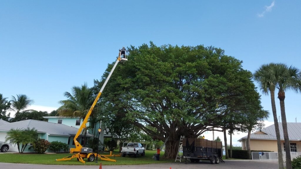 Worker in a yellow aerial lift trimming a large green tree in a residential neighborhood.