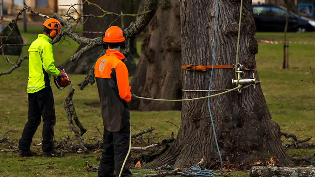 Two arborists in safety gear working on a large tree with ropes and a chainsaw.