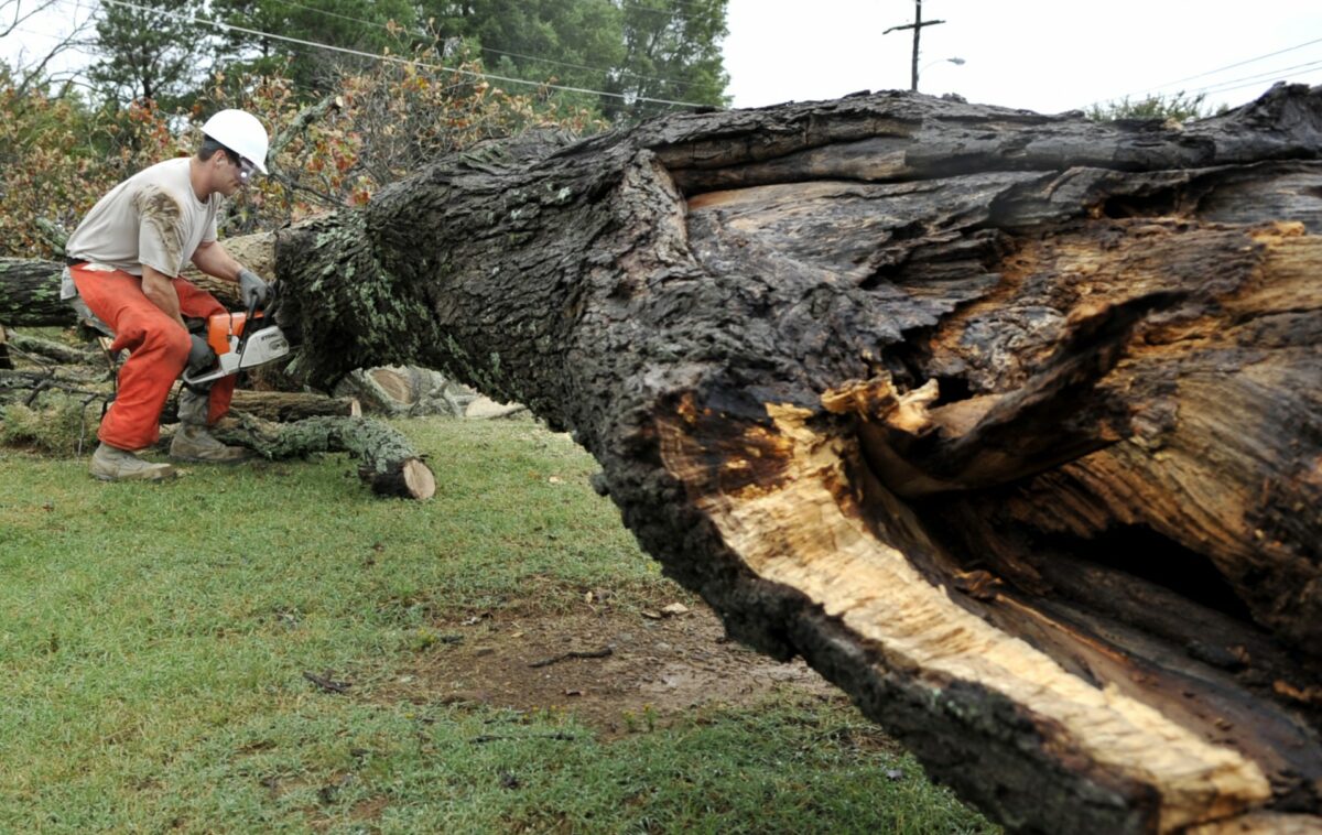 Worker in safety gear using a chainsaw to cut a large fallen, hollowed tree trunk.