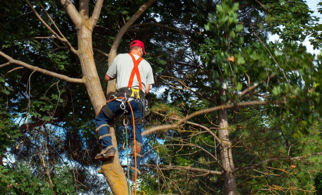Arborist in a safety harness and red cap climbing a tree.