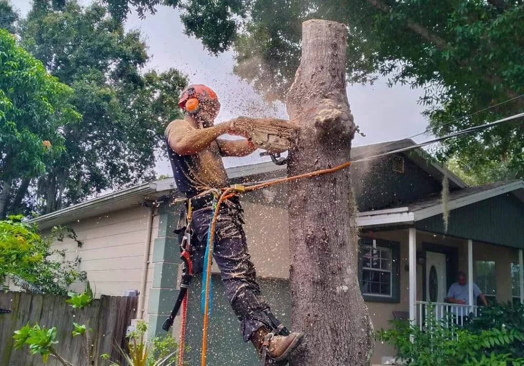 Arborist in safety gear using a chainsaw to cut a tree trunk, sawdust flying in front of a house.