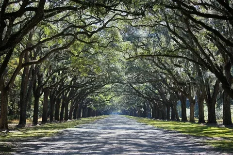 A straight dirt road under a lush canopy of sprawling oak trees.