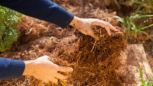 mulching bed 648x365 2