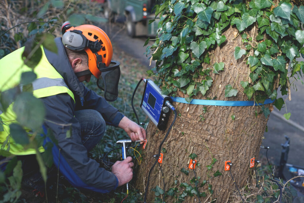 LP Tree Care Tree Assessment 2