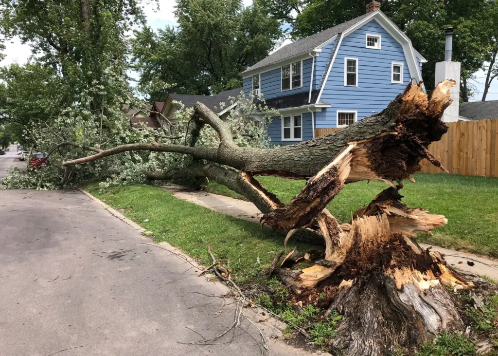 Storm clean up 4