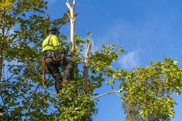professional arborist safety gear climbs 600nw 2372524661 1