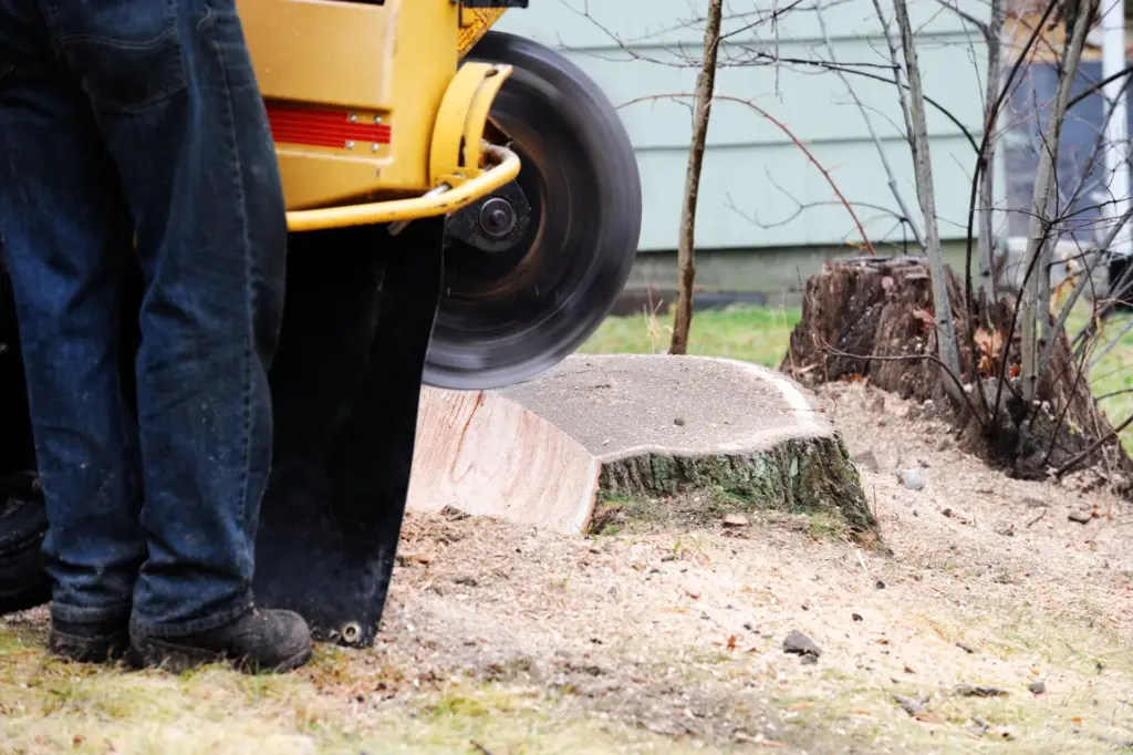 stock photo stump grinding 463898324 1920w