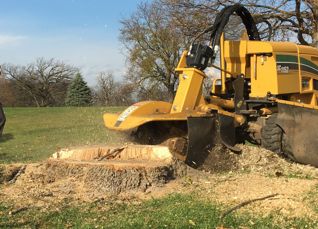 tree stump grinding e1768507905400