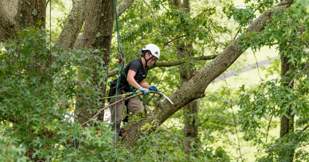 tree trimming and pruning