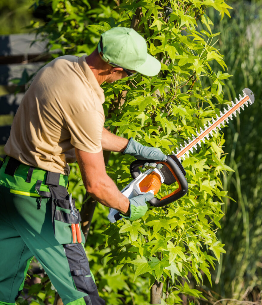 landscaper shaping shrub with hedge cutter 2022 12 16 11 43 26 utc