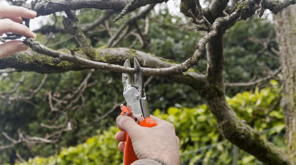 tree trimming pruning