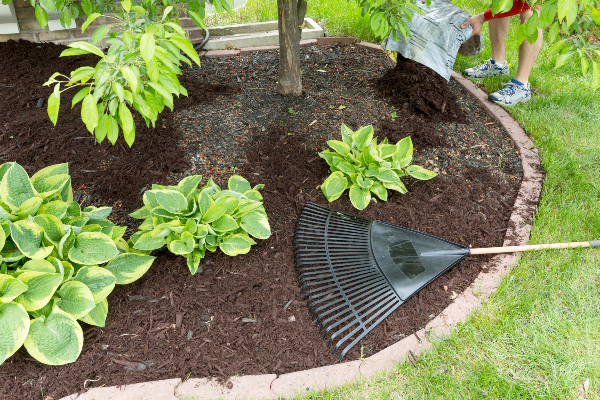 spreading mulch By Ozgur Coskun AdobeStock 83951257