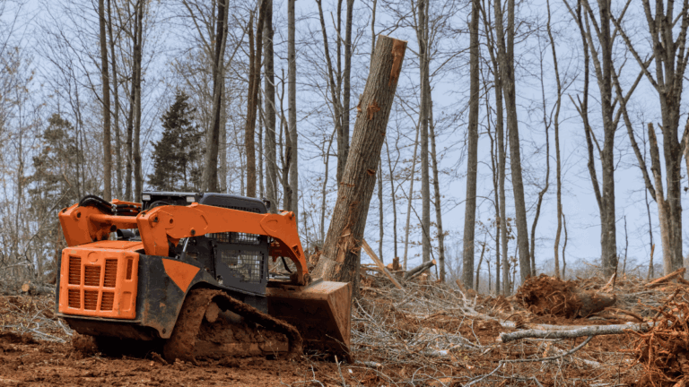 tree removal costs 1 1