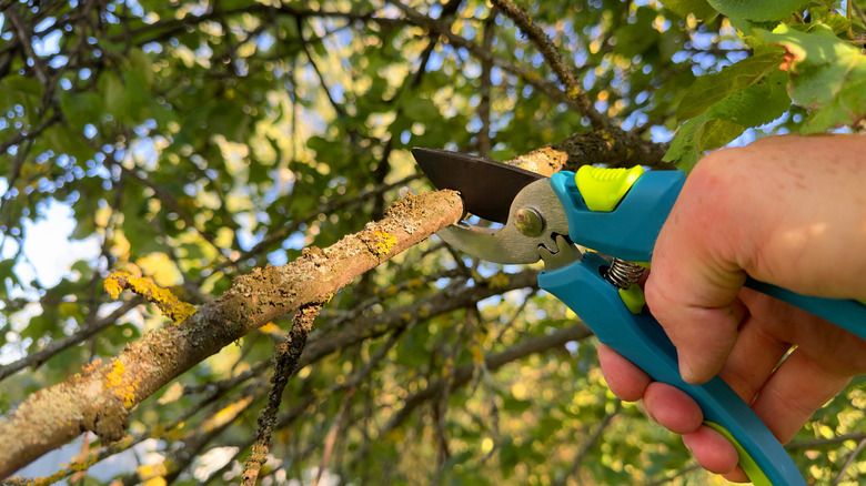 trim low hanging branches 1728326509