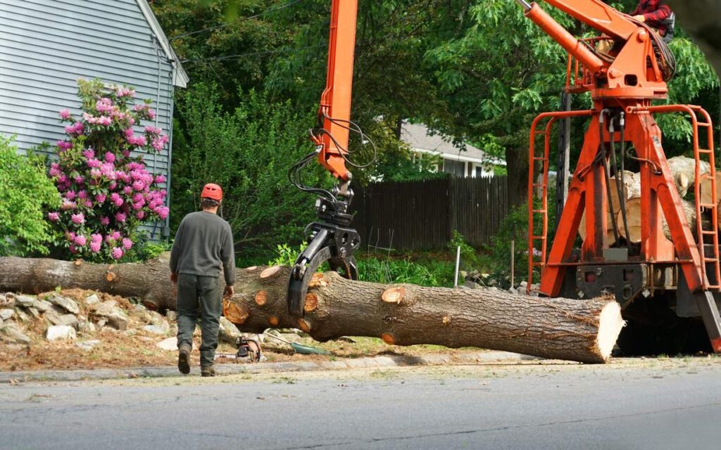 5 Things Homeowners Should Know About the Tree Removal Process