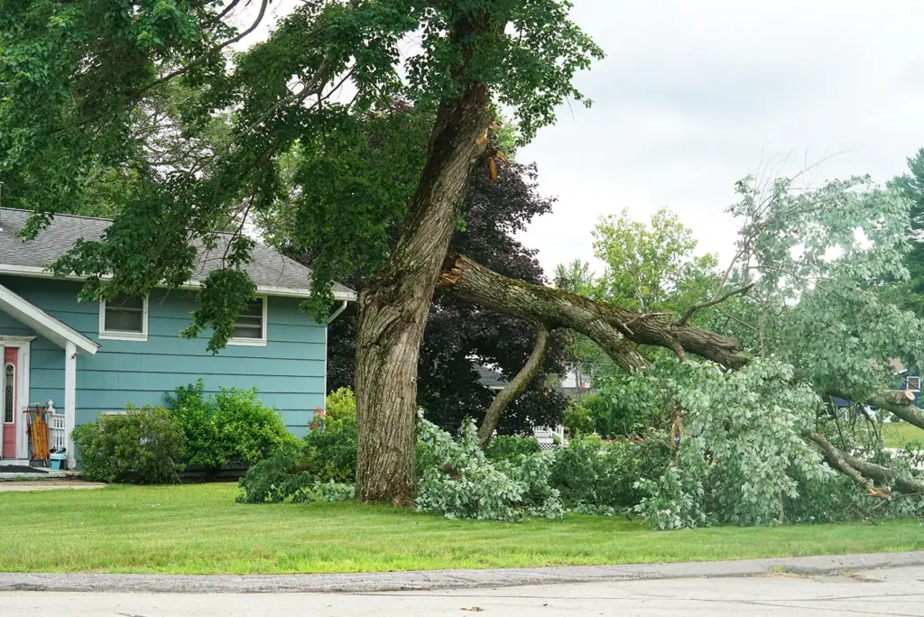 A J Tree Removal Tree Services Removal Trimming Stump Grinding More Milford Withamsville Loveland OH 010