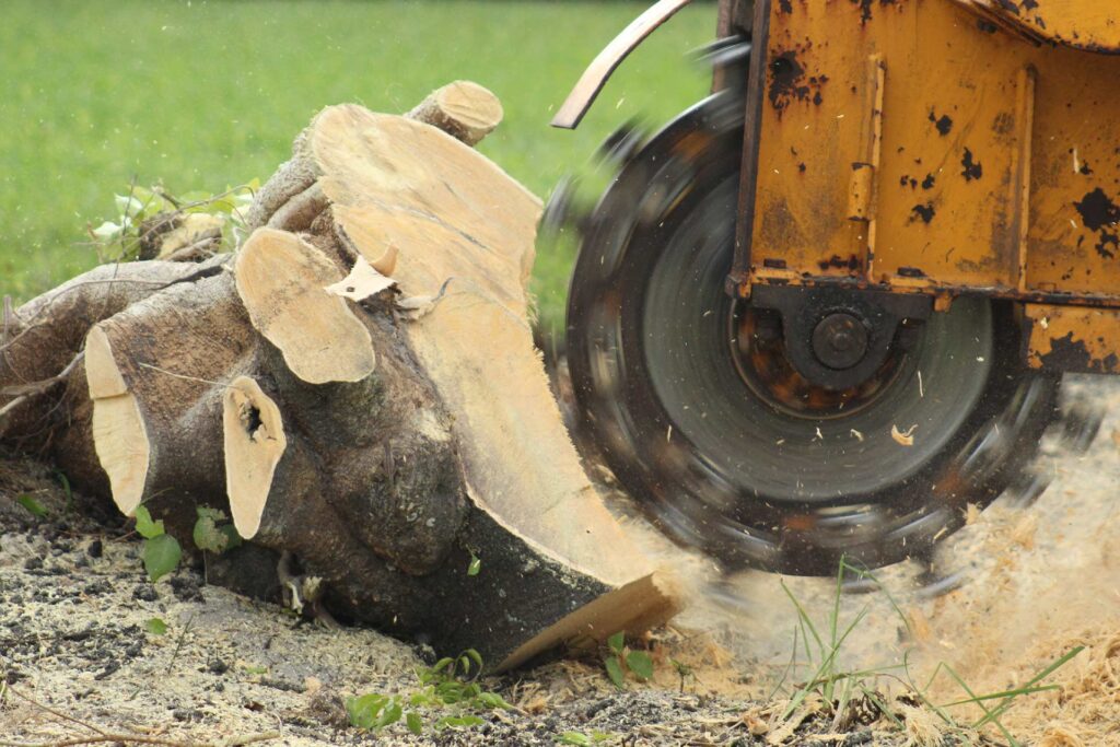 Backyard Stump Grinding 1