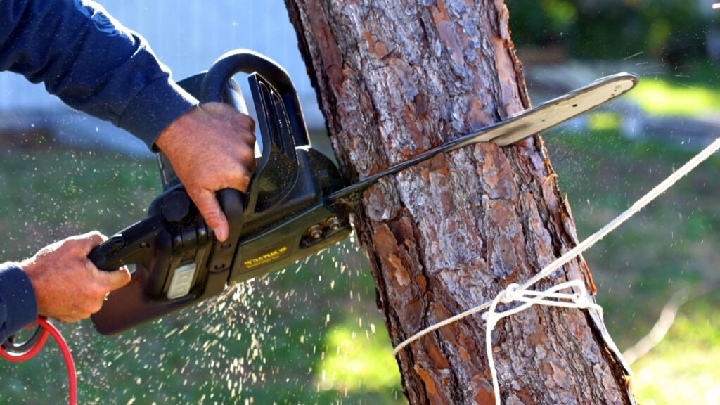 Duluth Tree Service Tree Removal 1