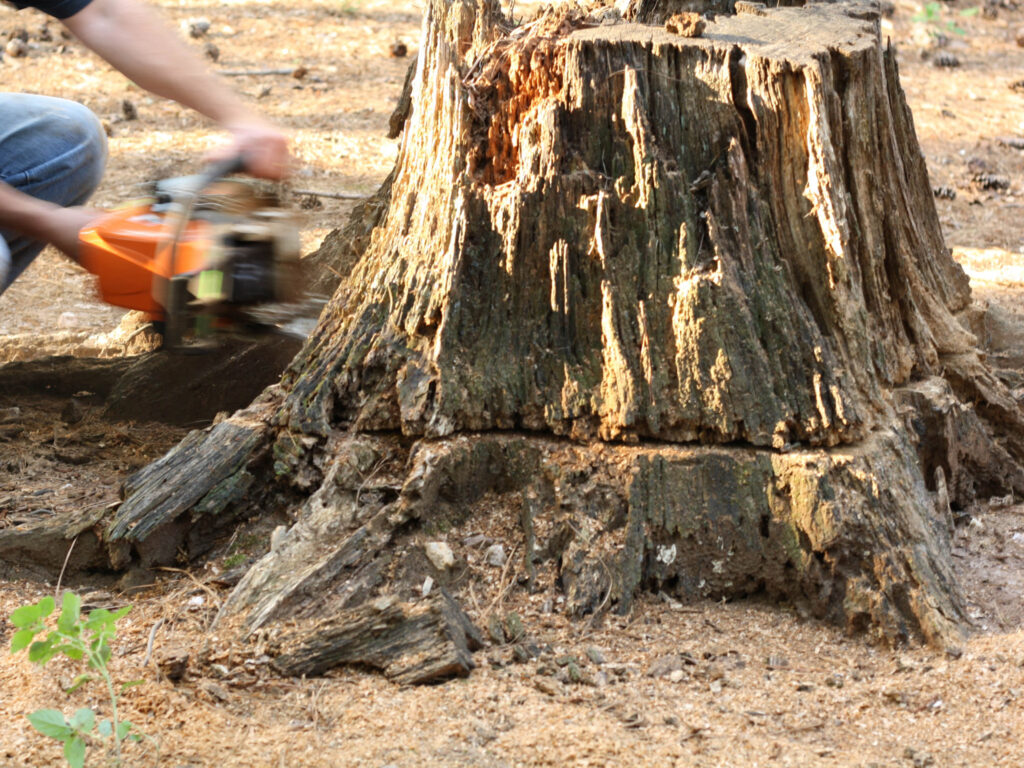 Original removing stump with chainsaw