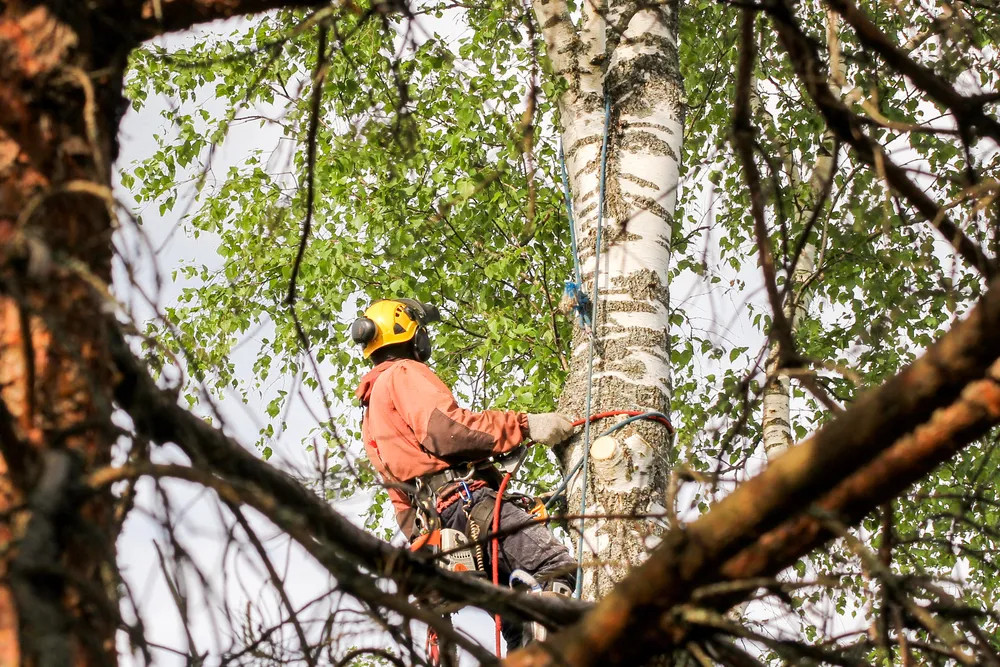 Tree Care 09082025