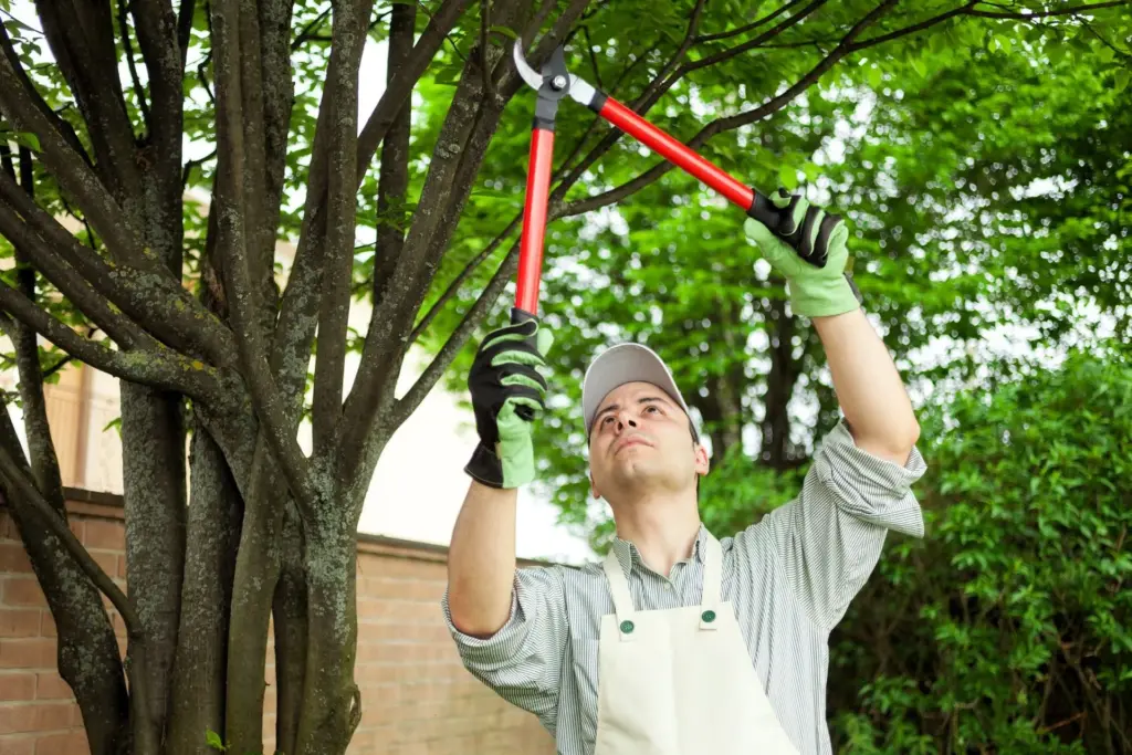 Tree Care 1920w