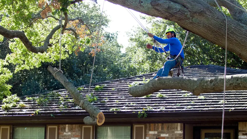 Tree Removal 4 2