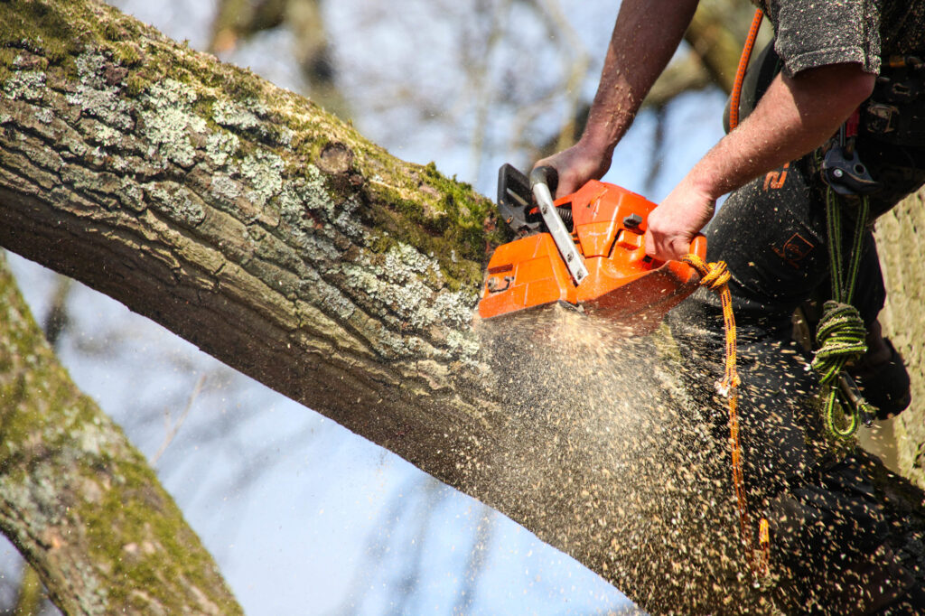 Tree Surgeon 1