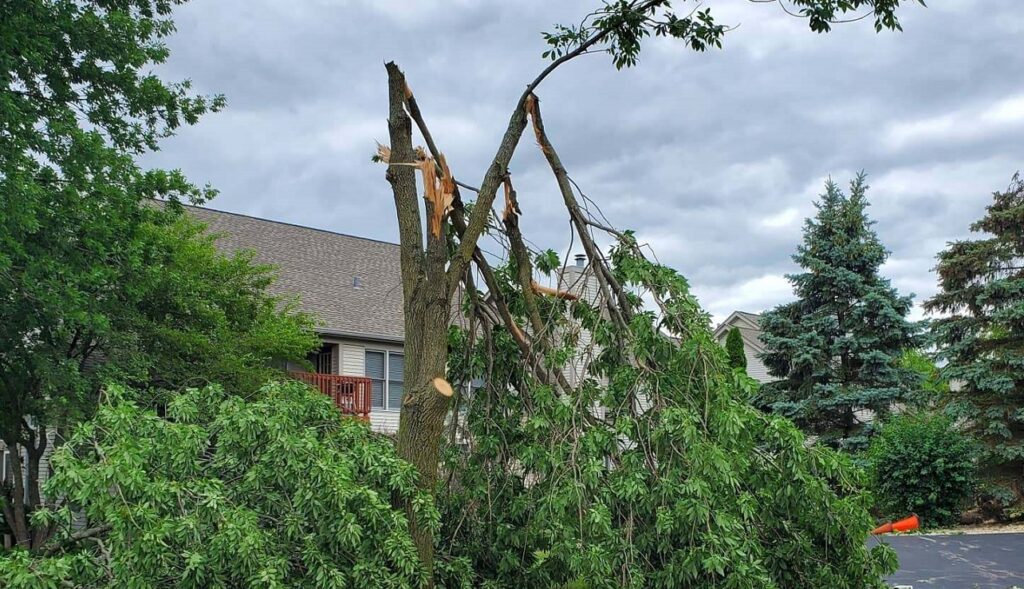 Tree storm damage