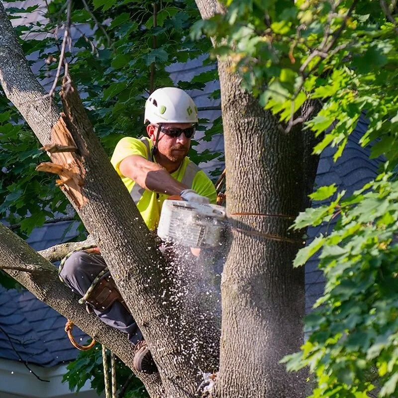 TreeTrimmingService
