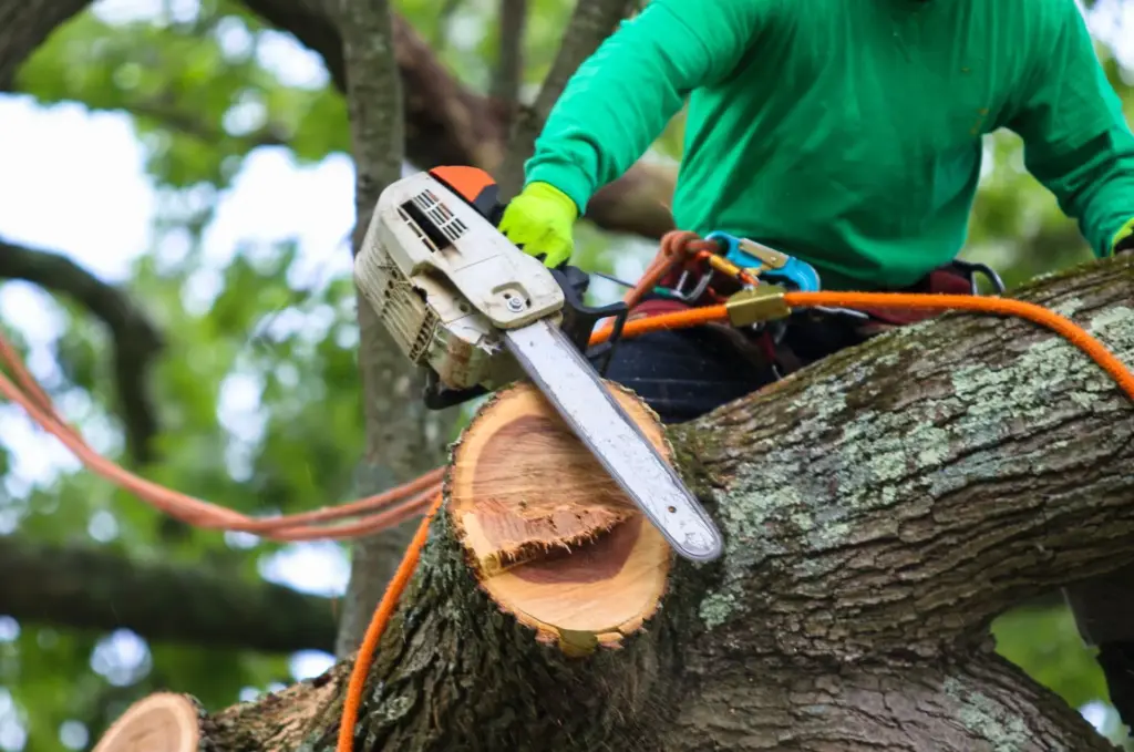 bigstock Close Up Of A Tree Removal Pro 455811985 1920w