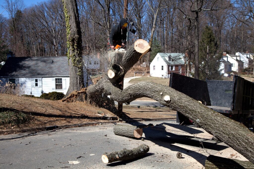 emergency tree removal2