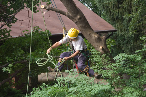 istockphoto 157186191 612x612 1