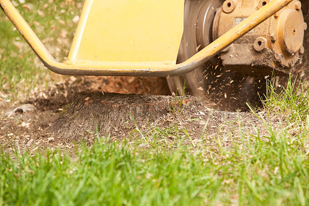 istockphoto 180750364 612x612 1