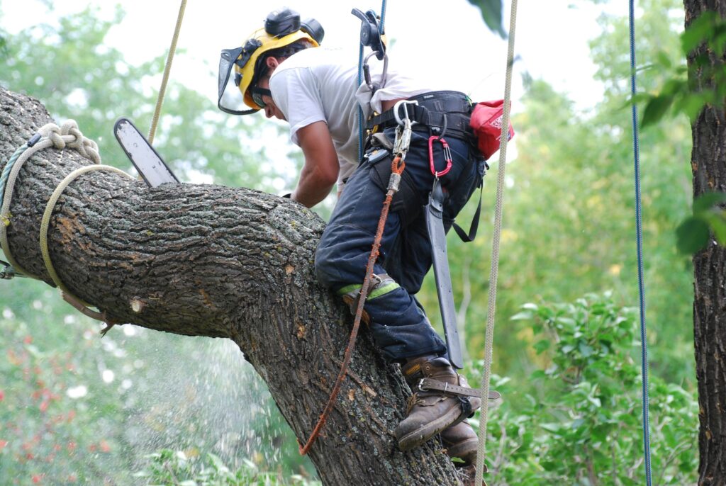 melbourne arborists f7eca85a