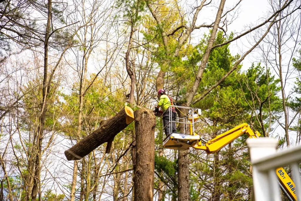 tree removal crew lift chainsaw 13 1