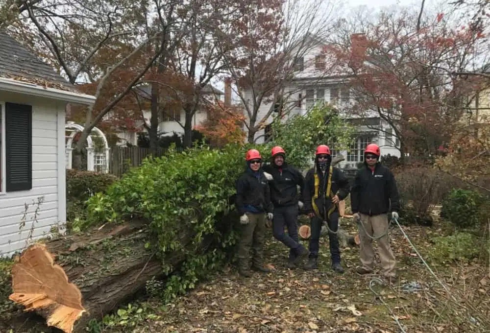 tree service crew