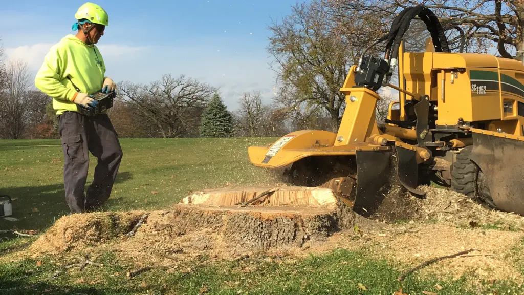 tree stump grinding