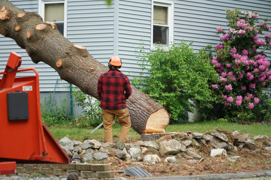 tulsa tree service trees removed removal scaled 1