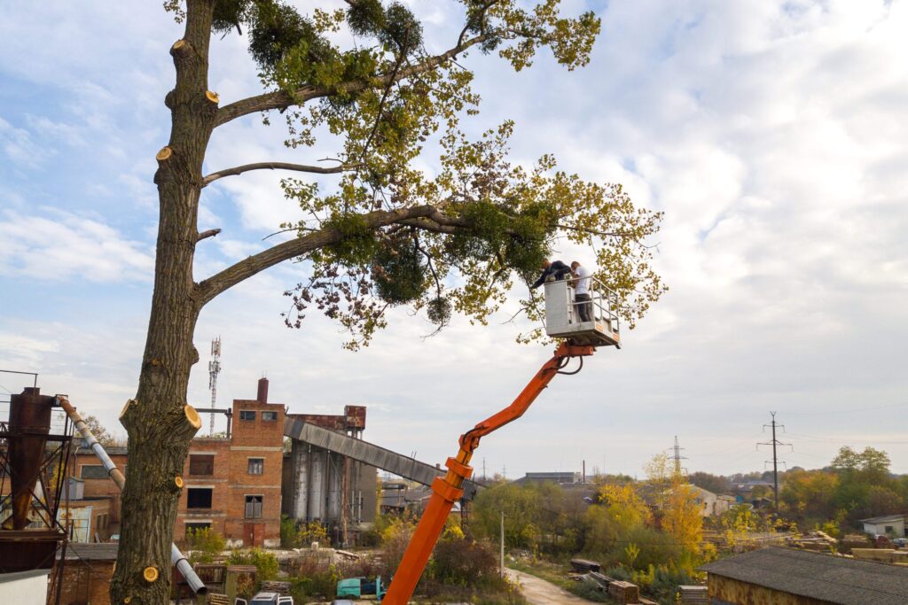 two male service workers cutting down big tree bra 2023 11 27 05 07 19 utc scaled 1