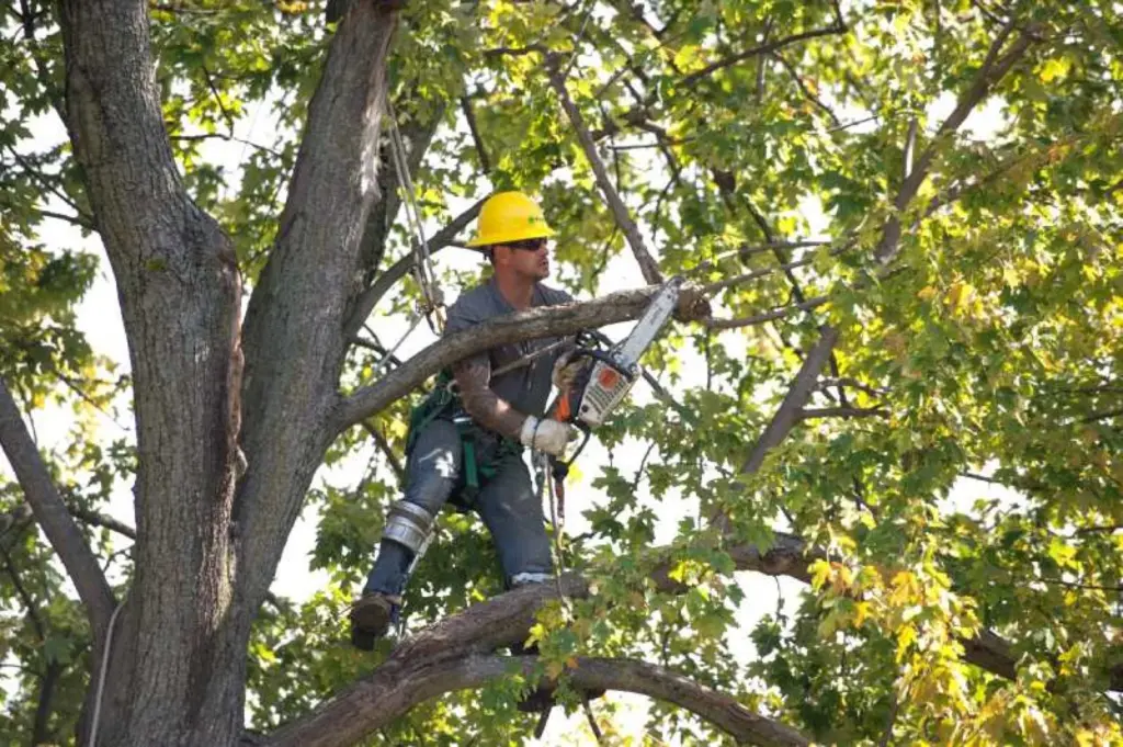 5 Effective Tree Pruning Strategies 2048x1362 1