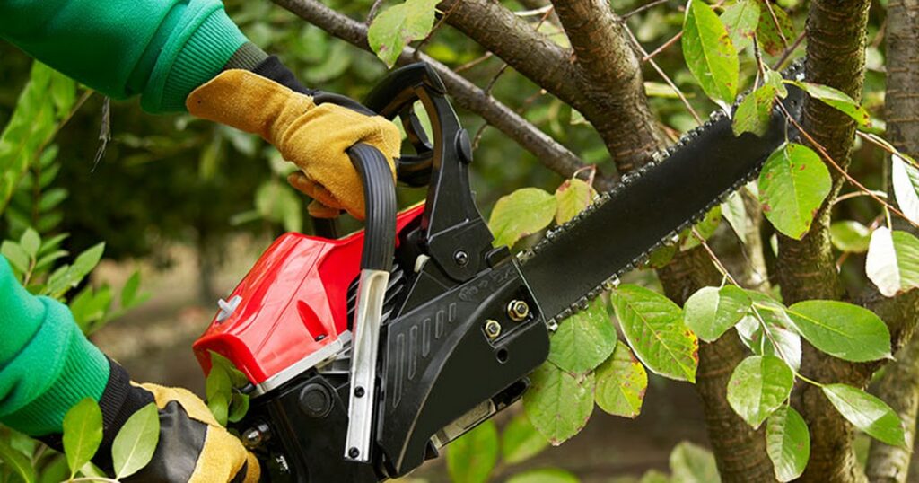 Average Cost Of Tree Trimming Services