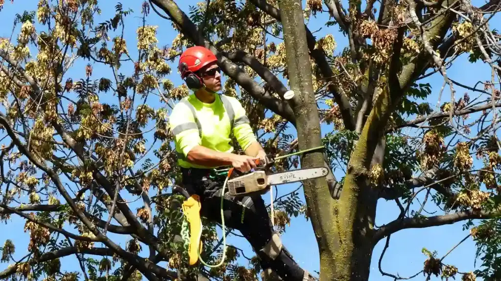 How Do Tree Surgeons Manage Storm Damaged Trees
