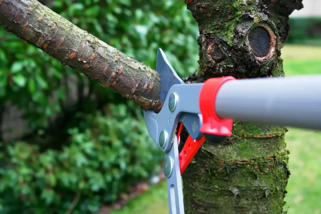 Urban Tree trimming scaled 1
