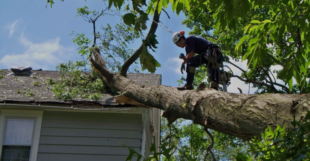 emergency treework banner