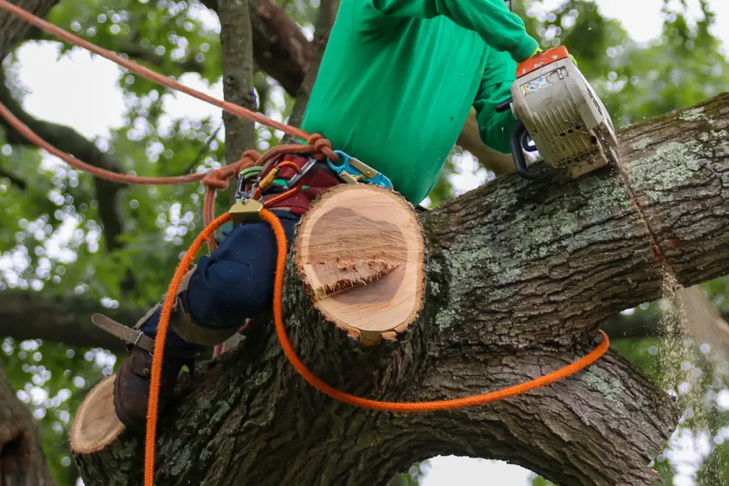 homeguide man cutting down tree branch with a chainsaw jxohtv