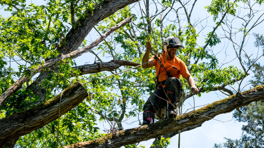 orion tree service lee nh tree care arborist 2 2048x1152 1
