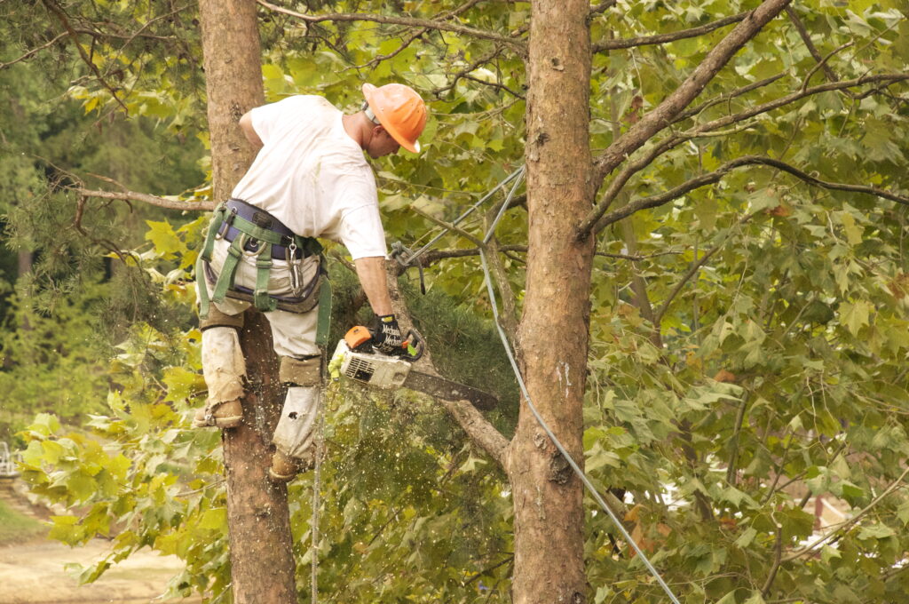 tree trimming salt lake city