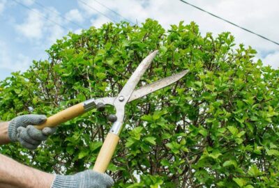 Hands in grey gloves using large garden shears to trim a lush green bush against a blue sky.
